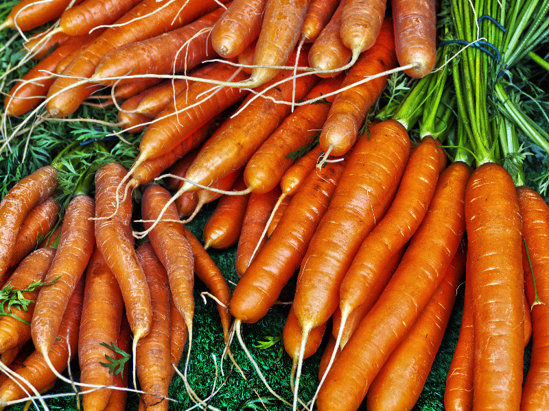 carote sous serre