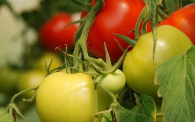 Quand planter les tomates sous serre?